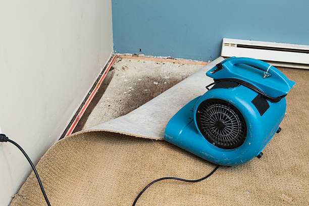 Best Mold removal after water damage  in Pinardville, NH